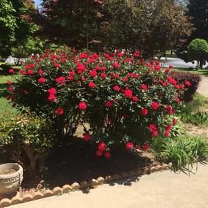 Meet your Posher, Annette